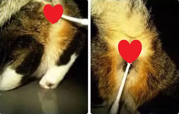 科普：猫咪发情期，那点“羞羞”的事你知道多少？猫咪繁殖冷知识