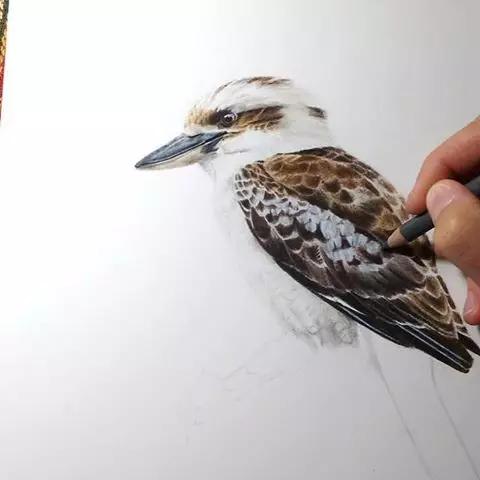 画鸟彩铅教程,画鸟彩铅