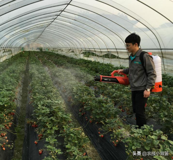 肥害后可以喷施叶面肥吗,喷叶面肥出现肥害怎么办