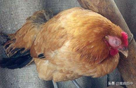 病例分享：看我如何四天治愈鸡群呼吸道！值得收藏