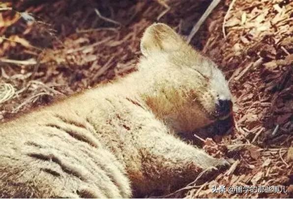 澳大利亚有哪些旅游胜地,澳大利亚有什么好玩的免费景点
