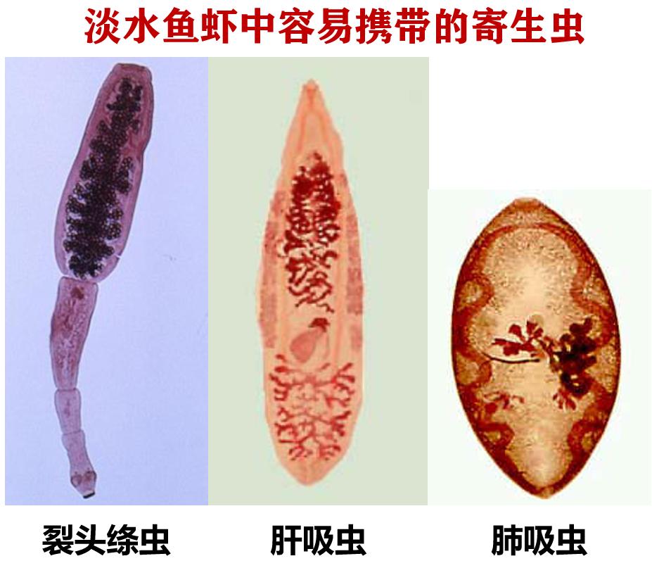 猫常吃鱼怎么样,猫可以经常吃什么鱼