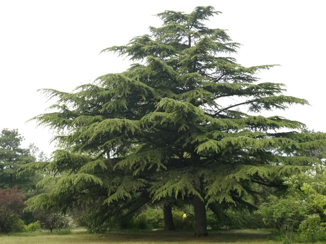 这种植物花不是花，果不是果，但还挺好吃