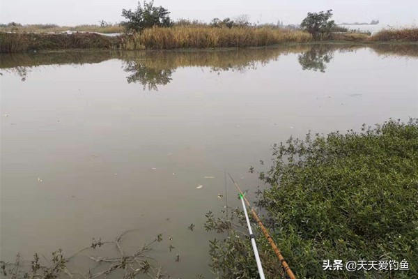 秋天野钓鲫鱼调漂最佳方法,秋天野钓鲫鱼不开口怎么办