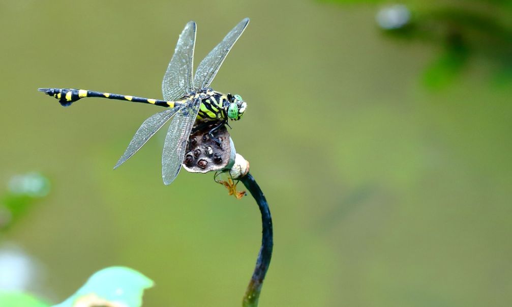 美丽的蜻蜓诗句,描写蜻蜓的诗句古诗大全