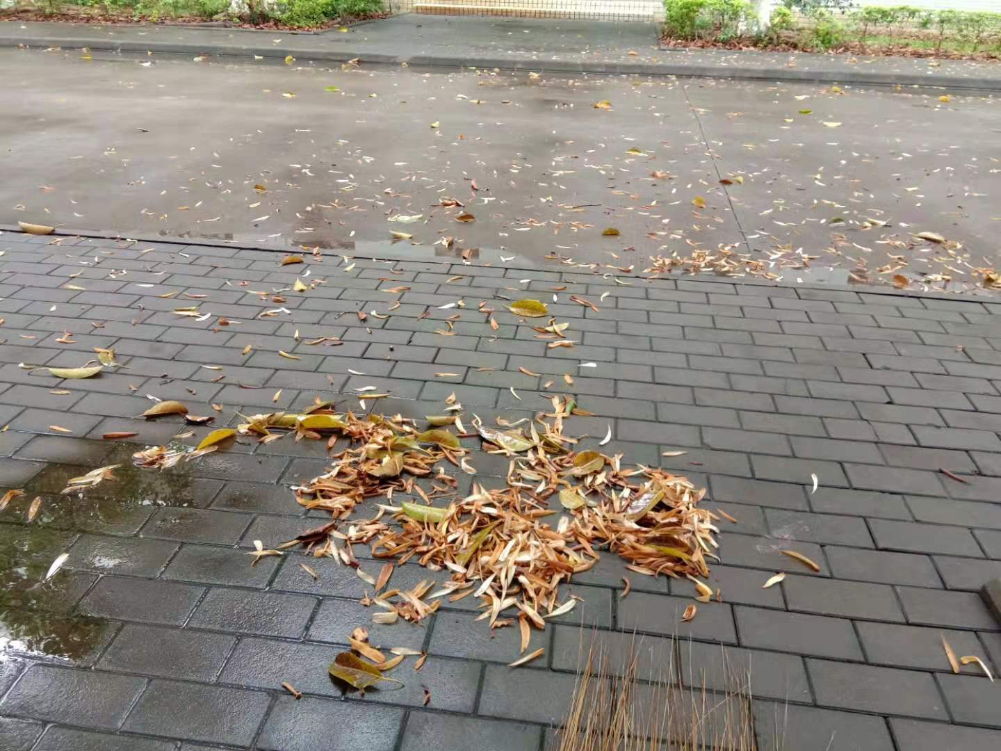 小小鸟第二集,小小鸟完整版原创