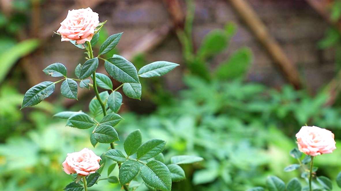 月季花得了黑斑病怎么办,月季花主枝长白粉病如何处理