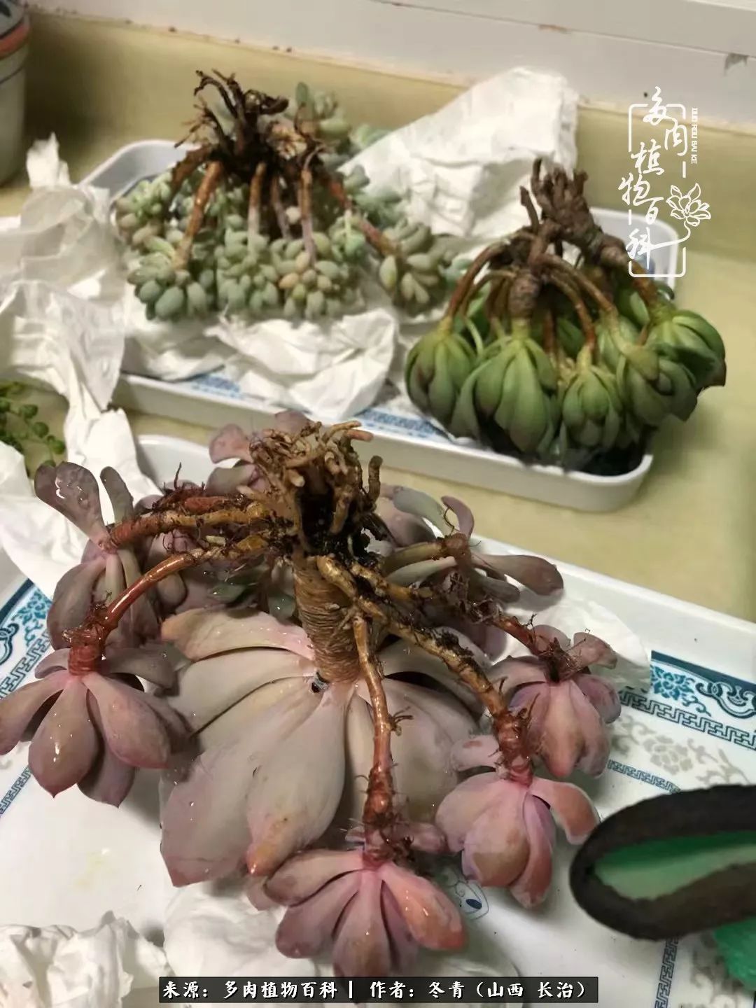 新手养的多肉怎么管理好看,阳台养多肉正确方法