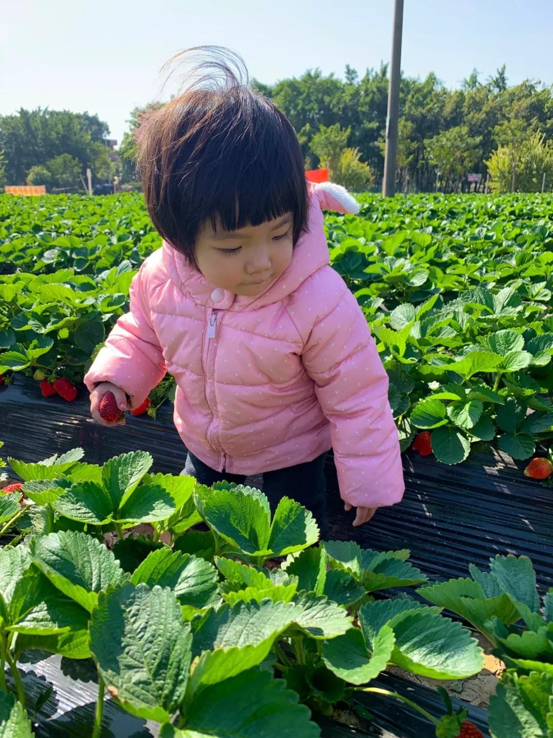 实现草莓自由去草莓园,西樵太平草莓采摘园