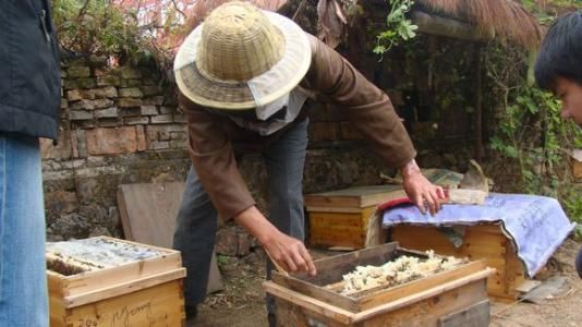 人工分蜂后怎样管理蜂群,如何给蜂群分蜂