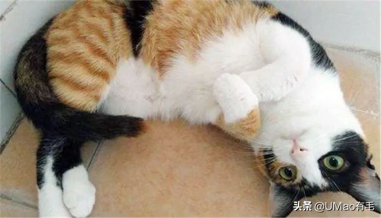 胖橘猫和黑猫,橘猫黑猫白猫哪个最可爱