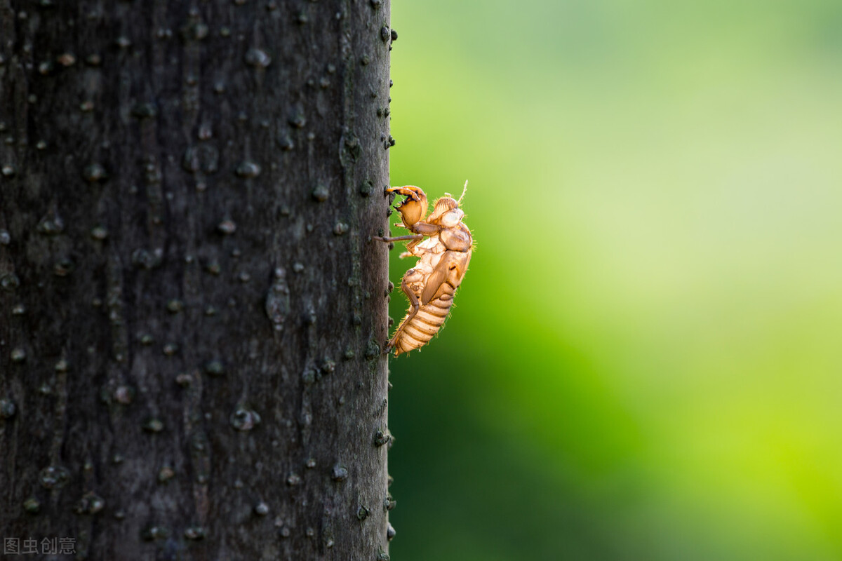 蝉蜕辛夷白芷,蝉蜕文言文