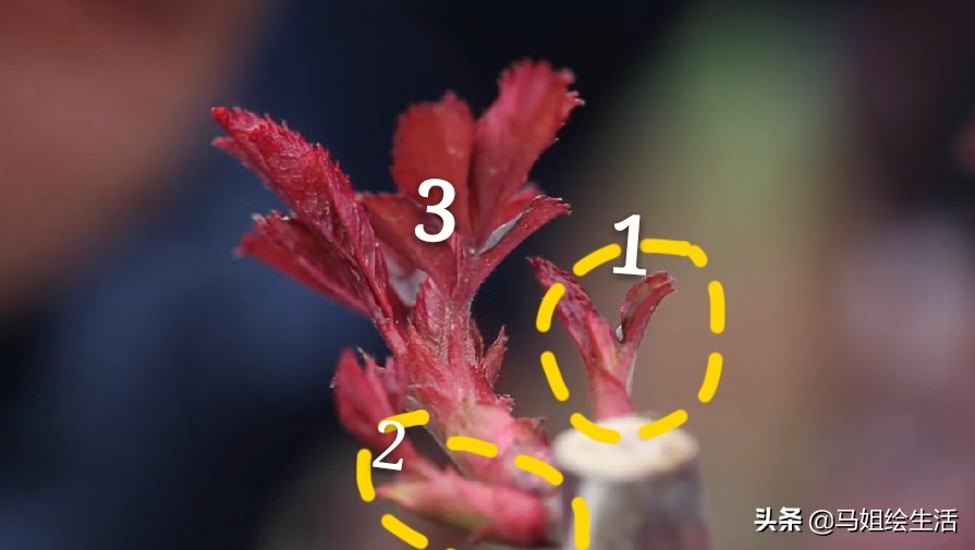 月季下面的芽点是不是要去掉,月季每个叶片都发了芽点怎么处理