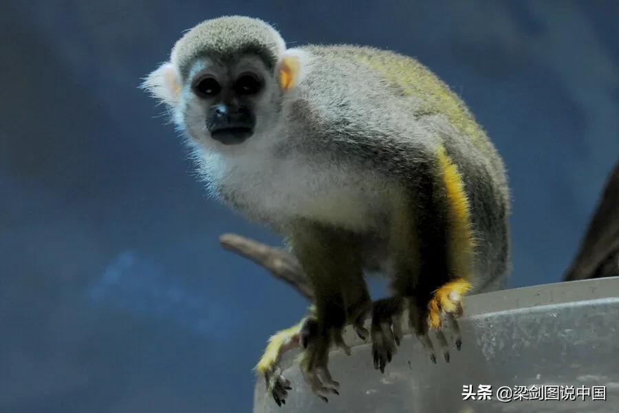 禁止野生动物保护环境人人有责,保护生态环境禁止野生动物上餐桌