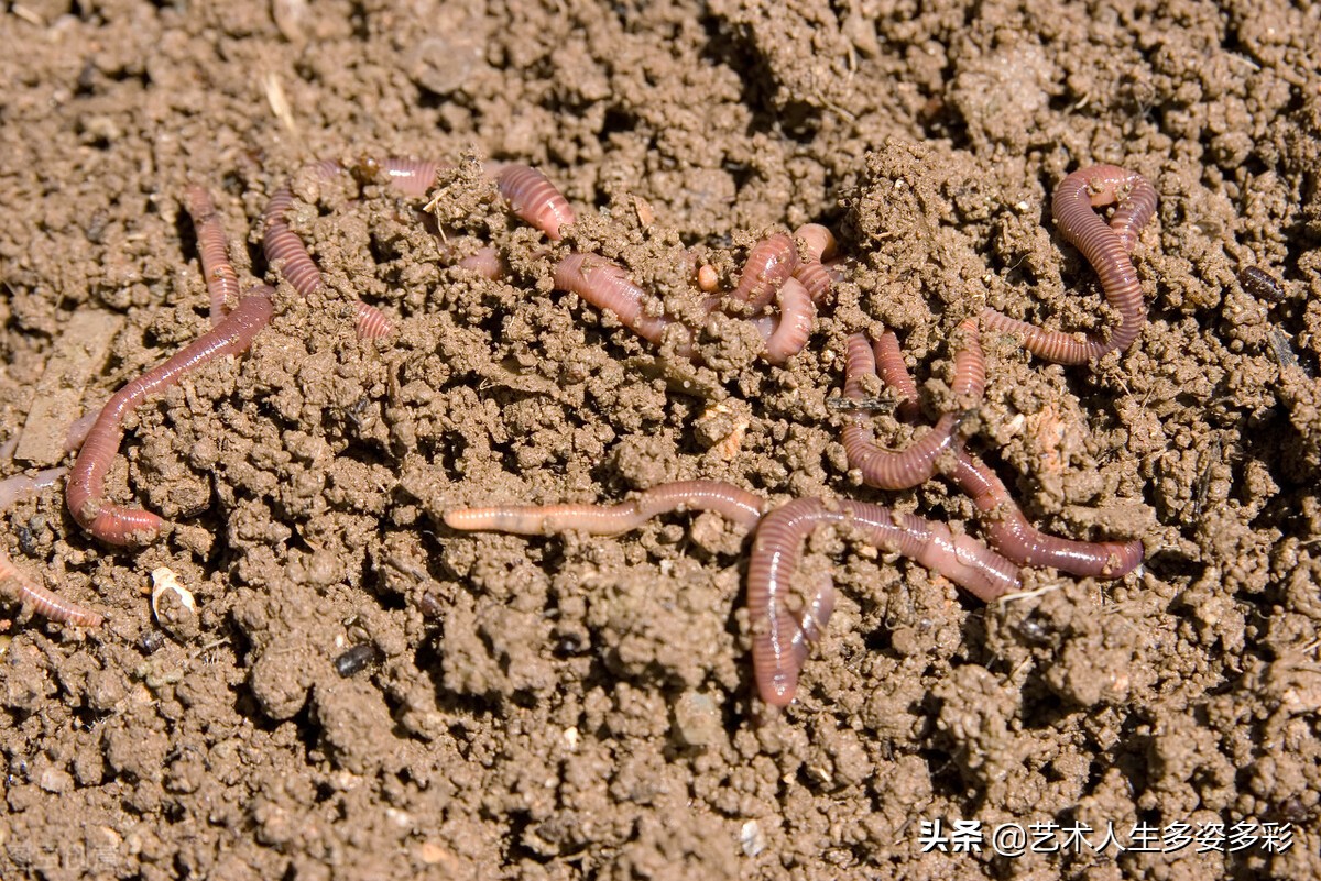 我是一条幸福的蚯蚓结尾,我是一条幸福的蚯蚓作文