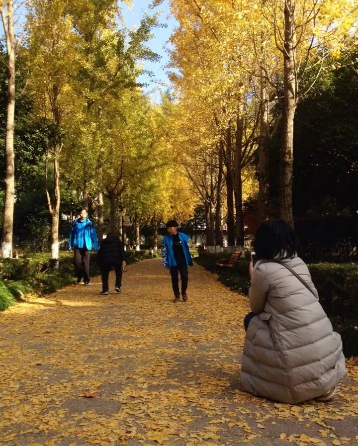 温州秋冬的银杏树确实美,温州最原生态银杏