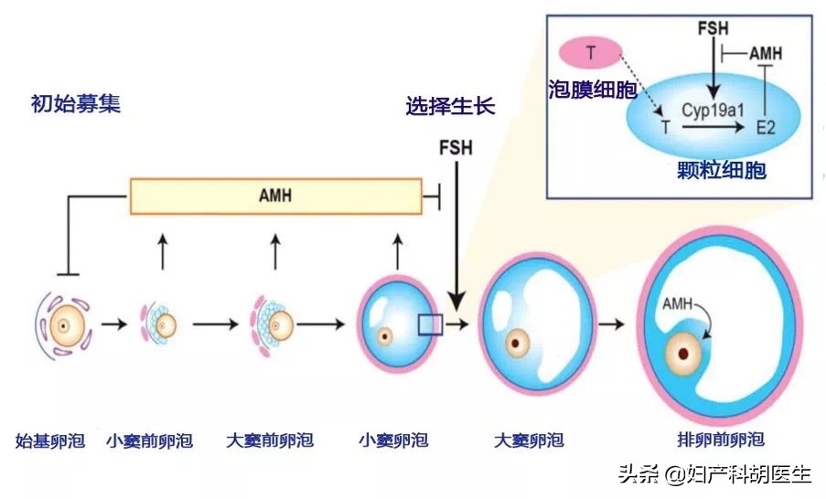 怀孕什么指标低了会导致流产,怀孕指标低容易流产吗