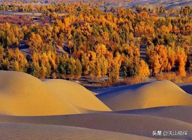 *疆新**库尔勒彻底火了！登上央视让世界瞩目，为库尔勒而骄傲