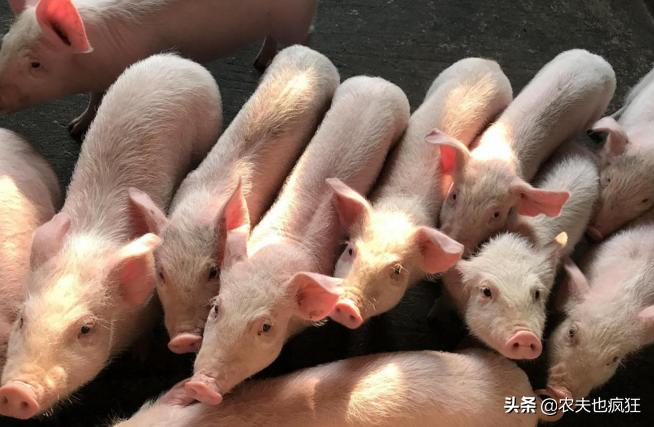 禁养令让农村养殖受限,国家禁止在禁养区养殖政策