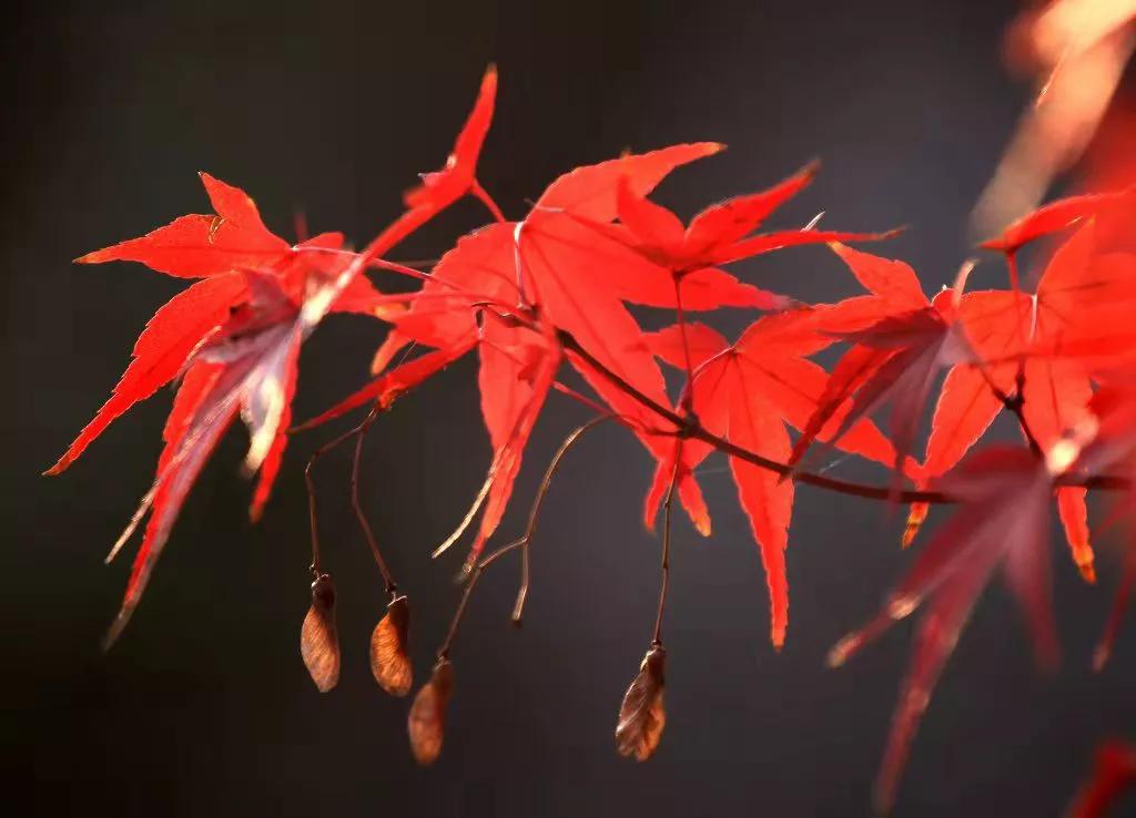 小楼周刊（264）：2021年第四十六期