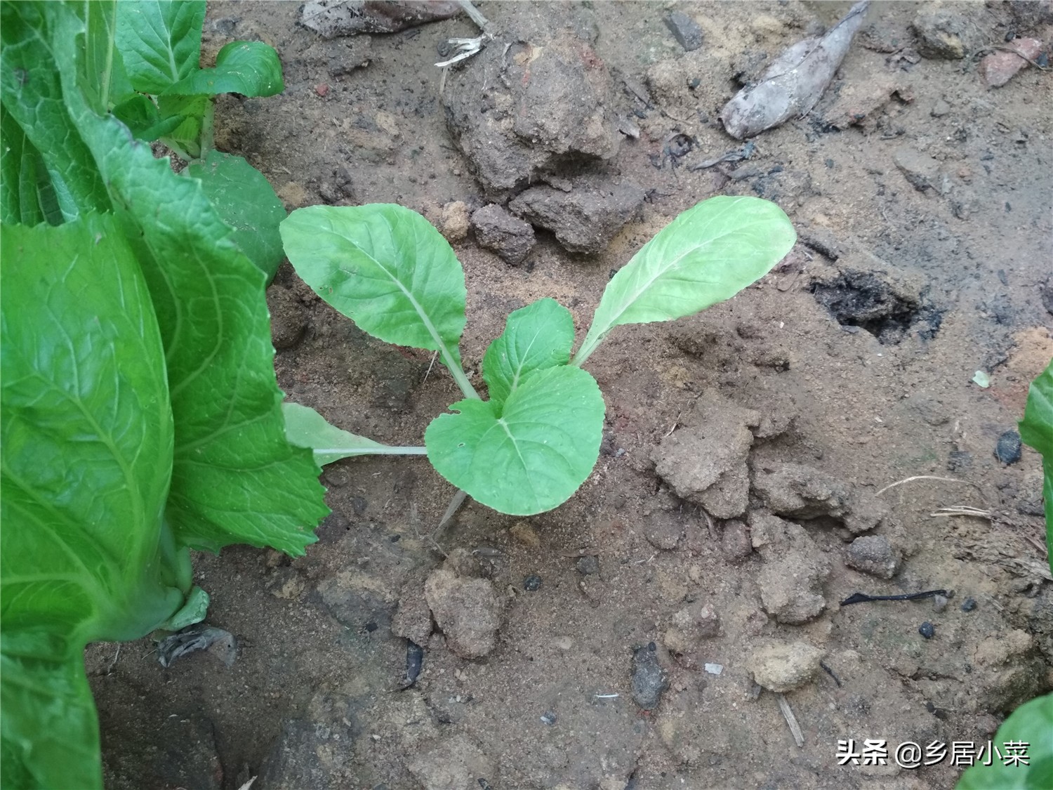 刚移栽的蔬菜怎么管理,种植蔬菜枯萎了怎么补救