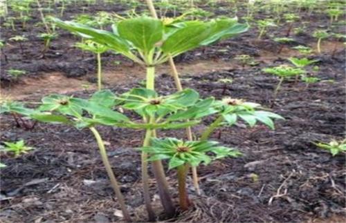 重楼林下种植亩产量多少公斤,林下种植重楼一亩地要多少种苗