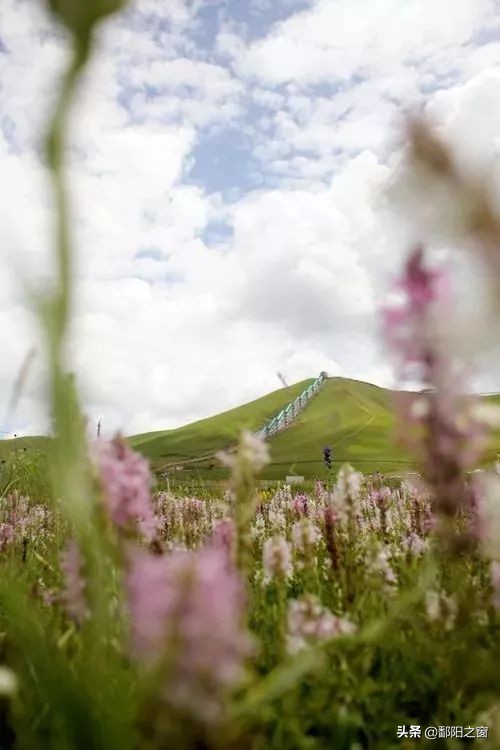 四川若尔盖，中国最美的高寒湿地草原，川西北高原上的绿洲