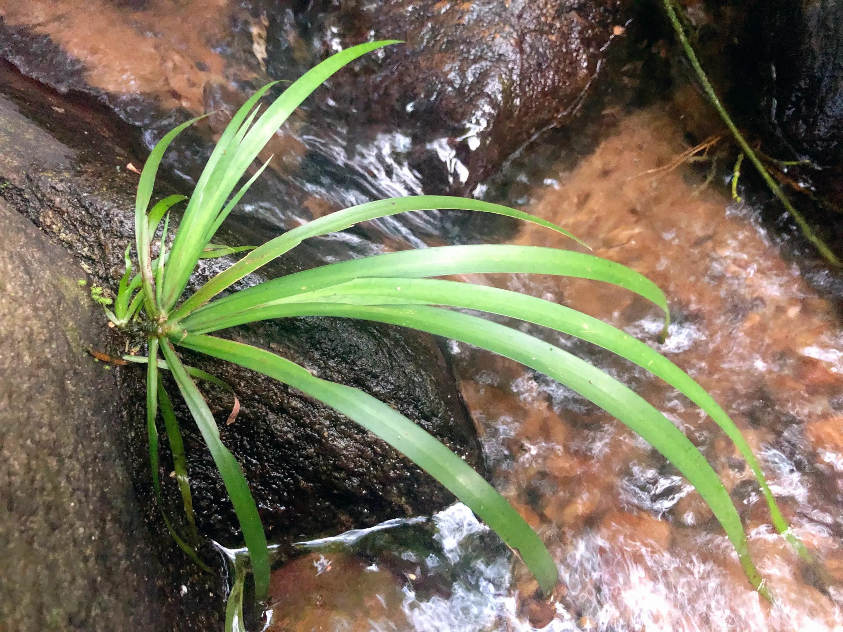 娣卞北鑰佹灄閲庤彍妞嶇墿,鍘诲璁垮北闂寸殑閲庣敓鏈崏妞嶇墿