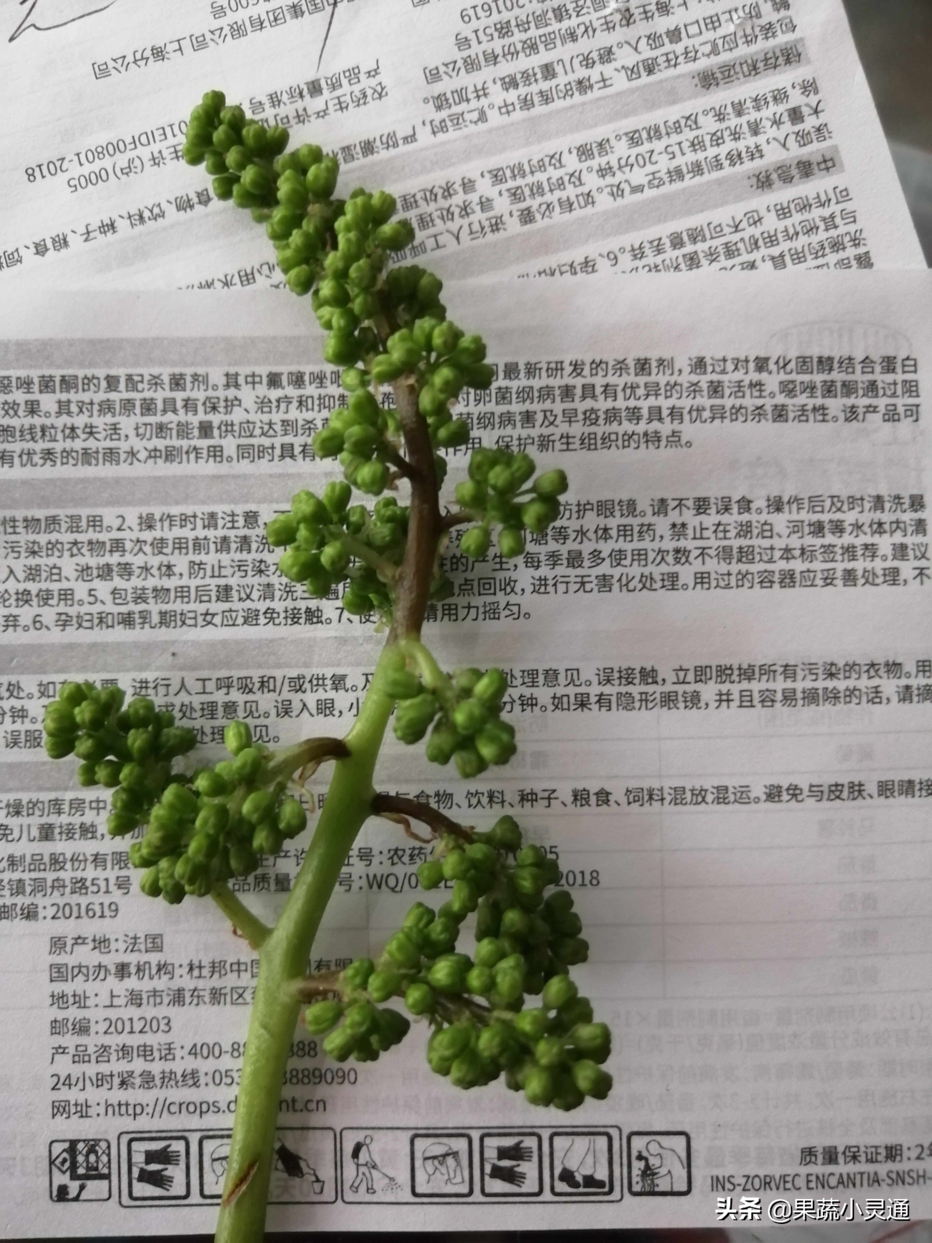 葡萄果穗发黑干枯怎么回事,葡萄果实有黑斑的防治方法