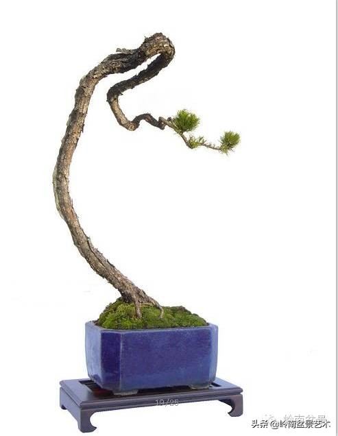 素仁格与文人树，你怎么看？