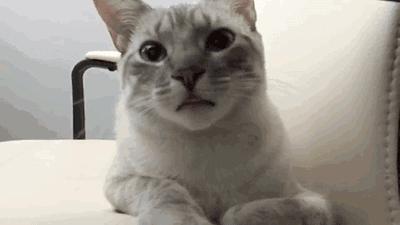 公猫可以有多个乳房吗,公猫也长乳房吗