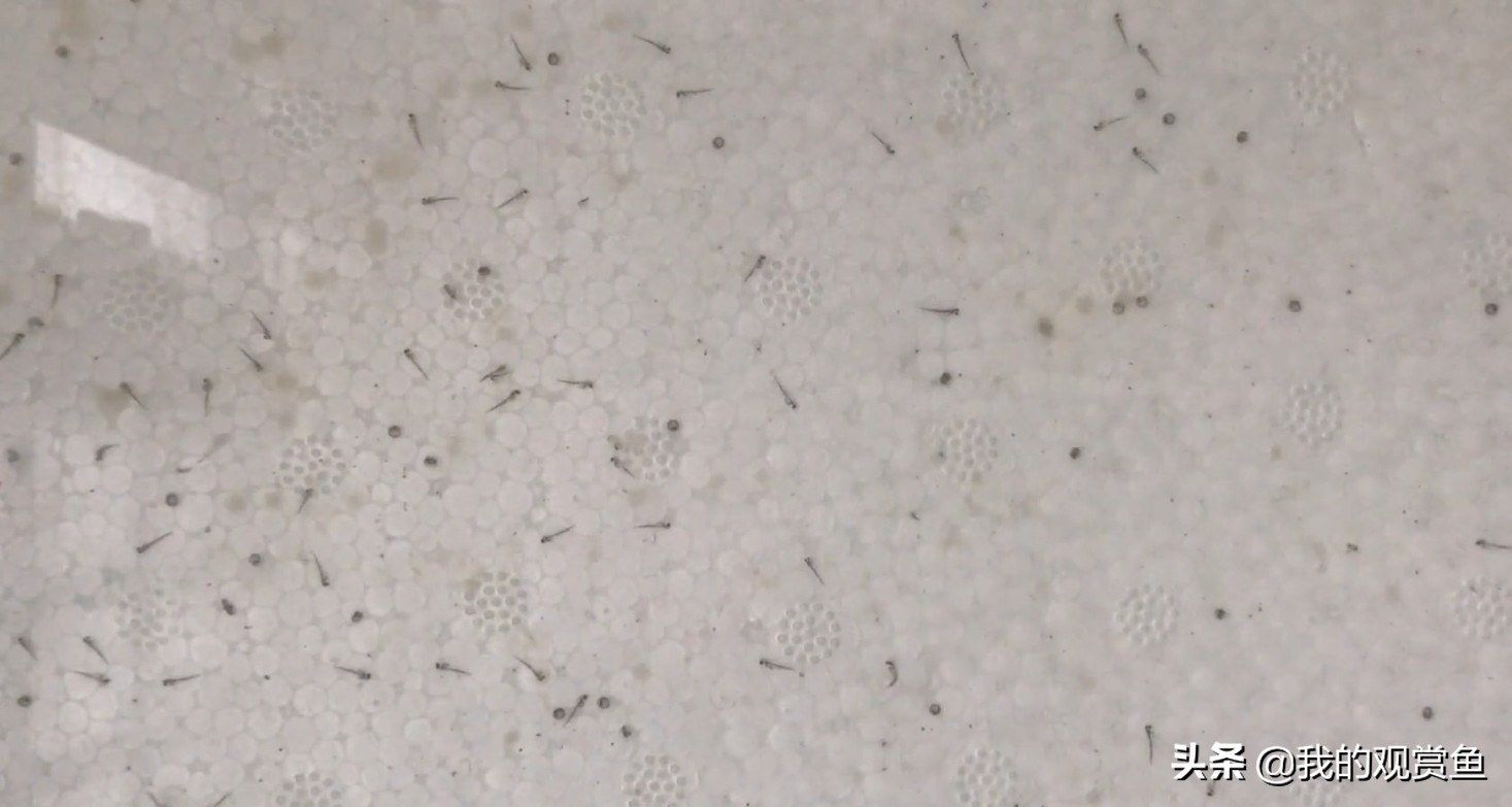 金鱼甩卵怎么孵化小鱼,金鱼打籽几天能孵化