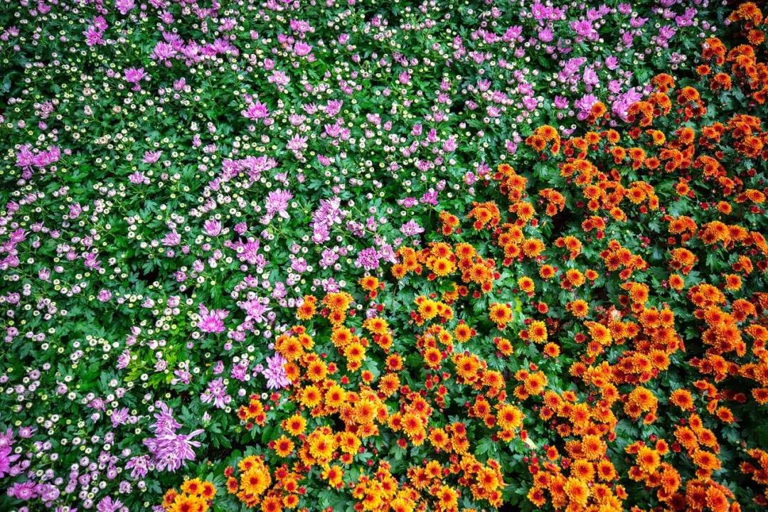 深圳东湖公园菊花展最新消息,深圳东湖公园菊花展主展在哪里