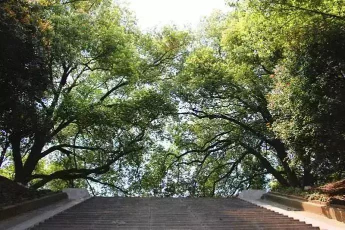 太全了,南京人少景美的免费公园