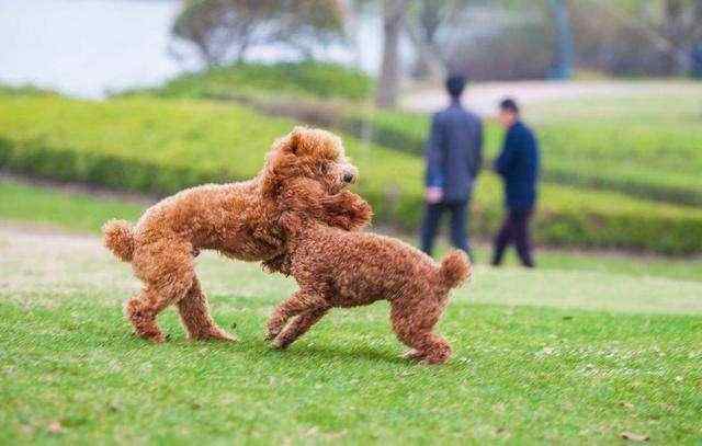 泰迪智商排名跌出前十,泰迪犬为什么那么凶残