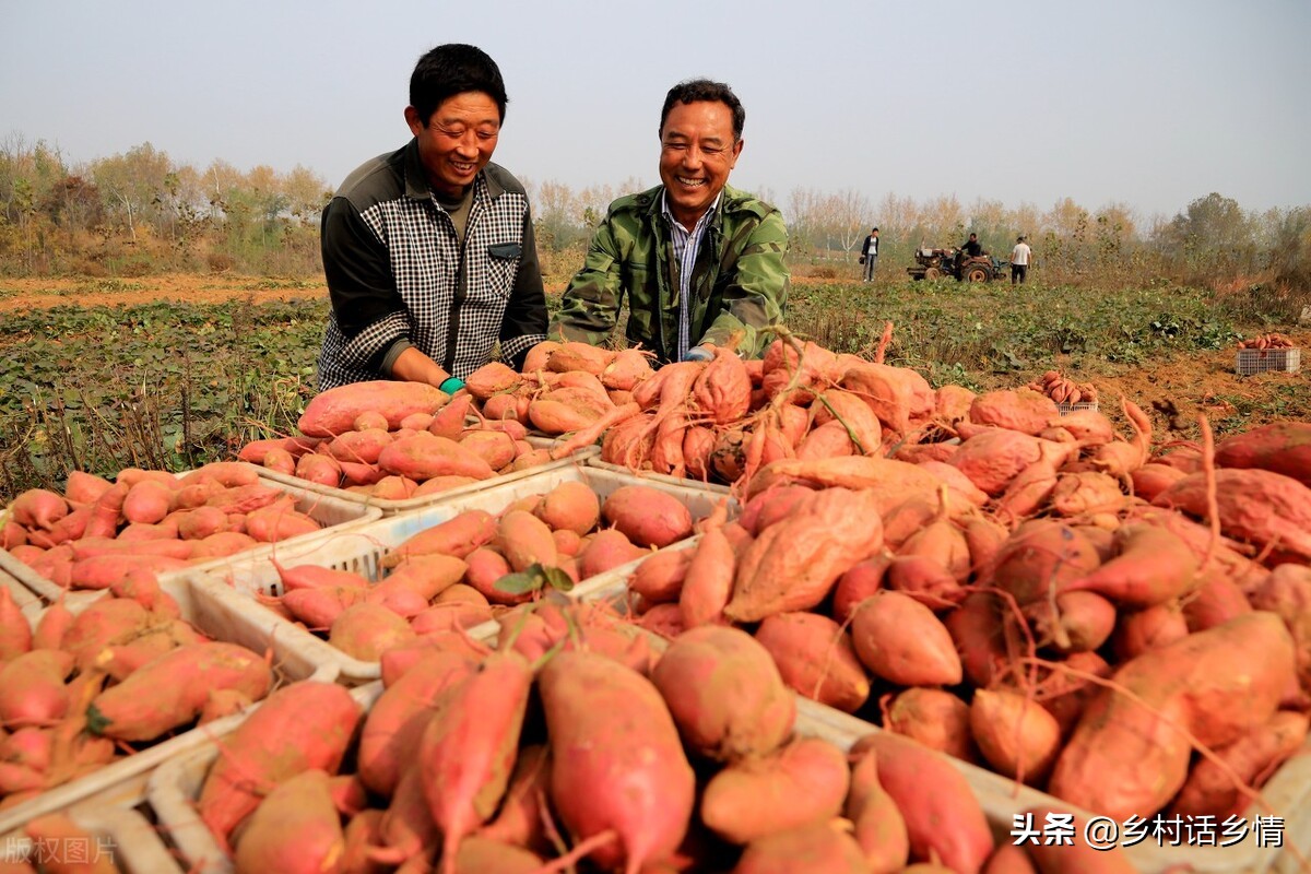 老爸在种地瓜,老爸种地瓜视频