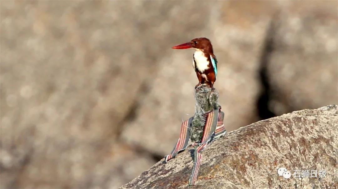 一片美丽的沙滩,石狮最美海滩