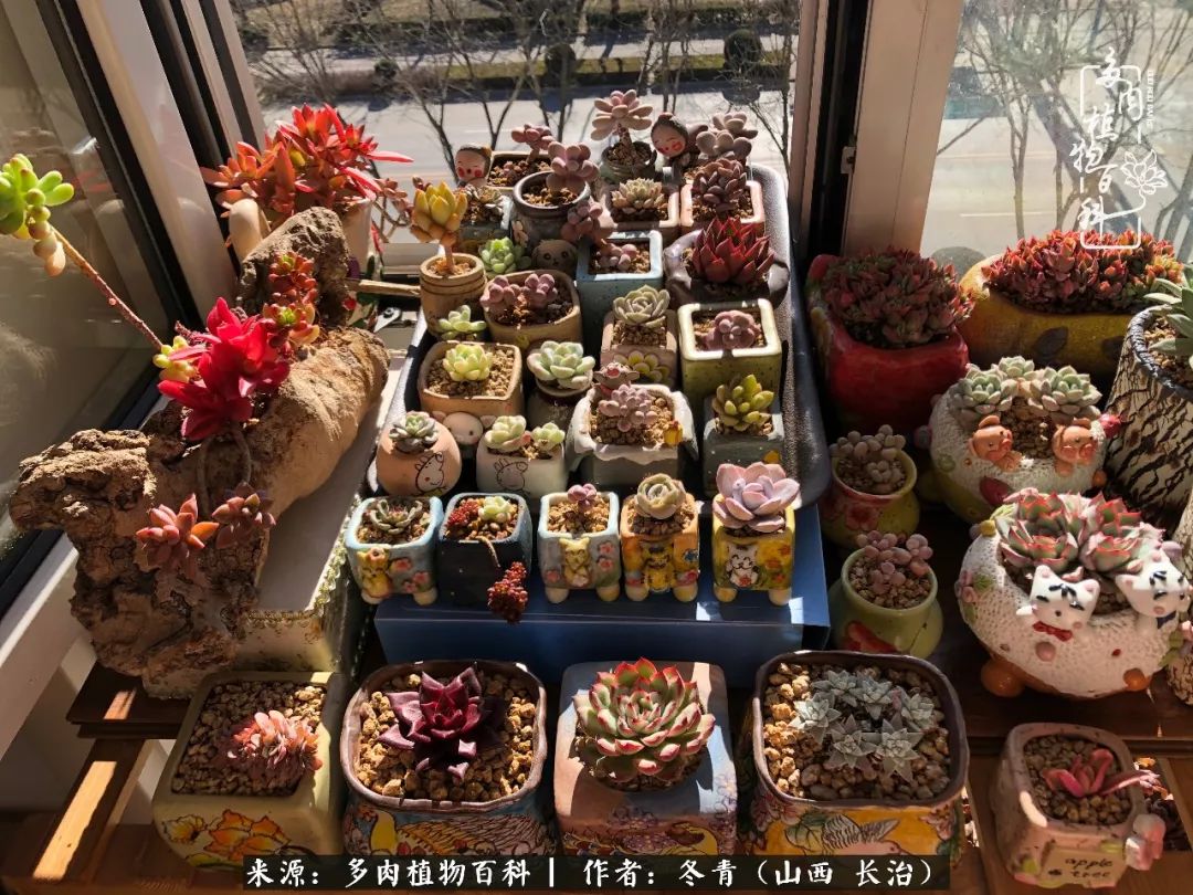 阳台养多肉徒长怎么办,阳台养多肉养殖方法和注意事项