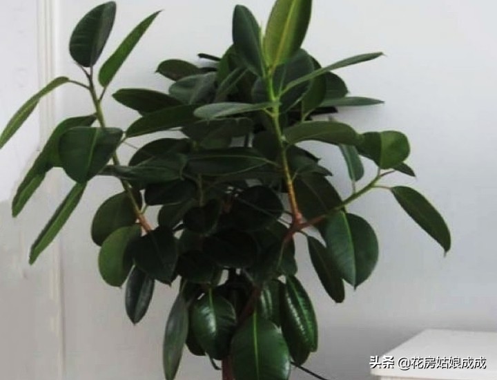 橡皮树太高什么时候修剪,橡皮树适合什么时候修剪