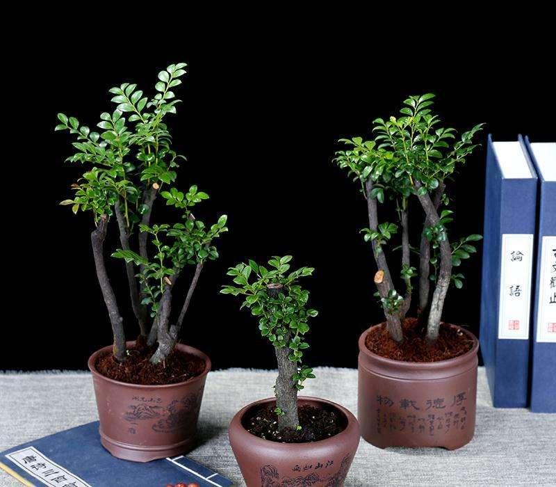 养盆景用什么土比较好,什么盆景带来财运最好养