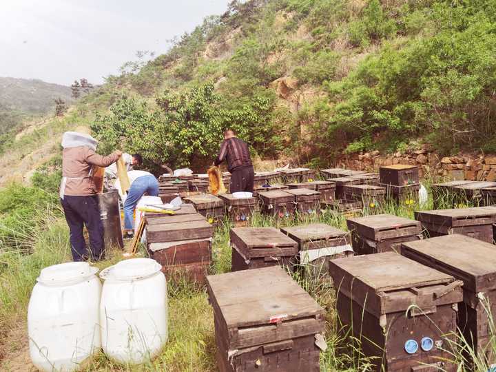 蜂蜜加什么食物睡眠好,奶粉配蜂蜜可促进睡眠吗