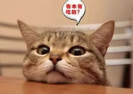 夏季猫咪吃什么,夏季猫咪用什么垫子好