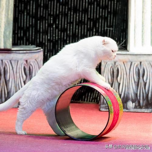想要训练有效的基本原则,怎么训猫咪让它听话长记性