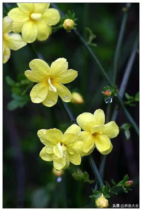 一至十二月的花期,12月到2月份的花期