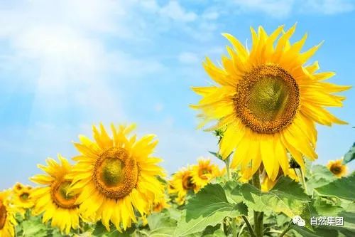 养殖怎么防治苍蝇,露天养殖能不能杀灭苍蝇