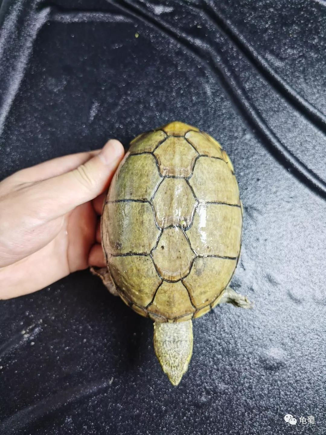 黄泽泥龟为什么冷门,泥龟冷门品种