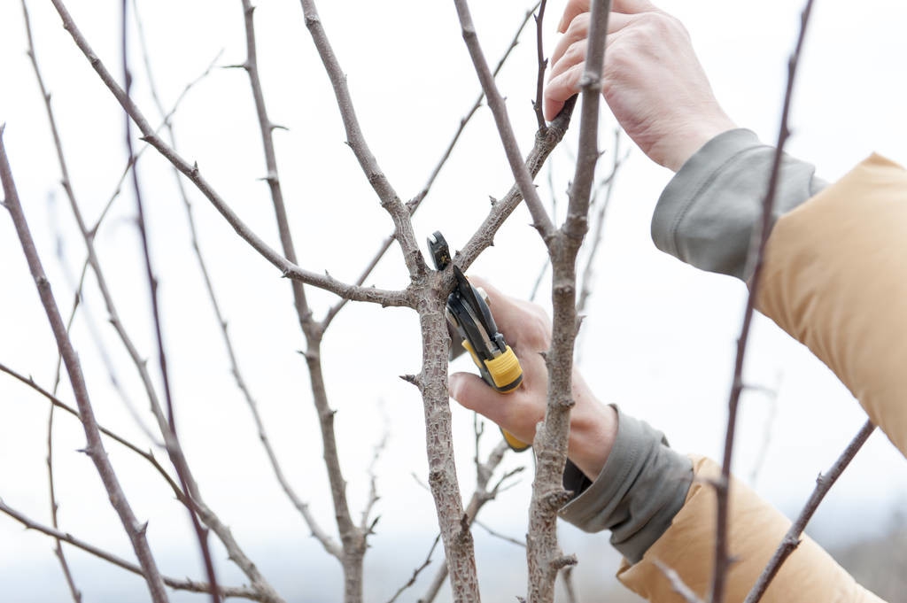 果树戴帽修剪和不戴帽修剪,果树修剪枝条用不用包起来
