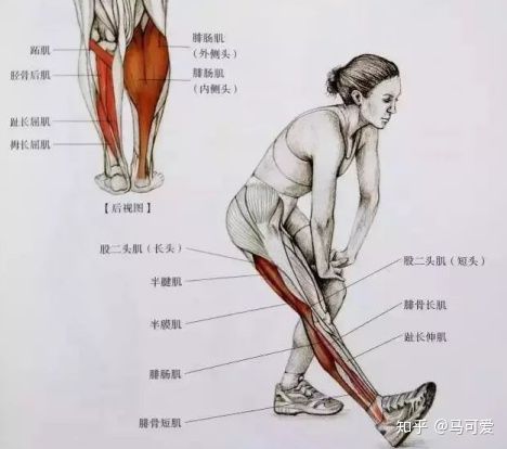 小腿粗脂肪腿如何变细腿,小腿粗可以瘦下去吗