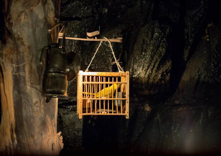 一种来自非洲的野鸟，被人工繁育出数百个品种，惊艳了整个世界