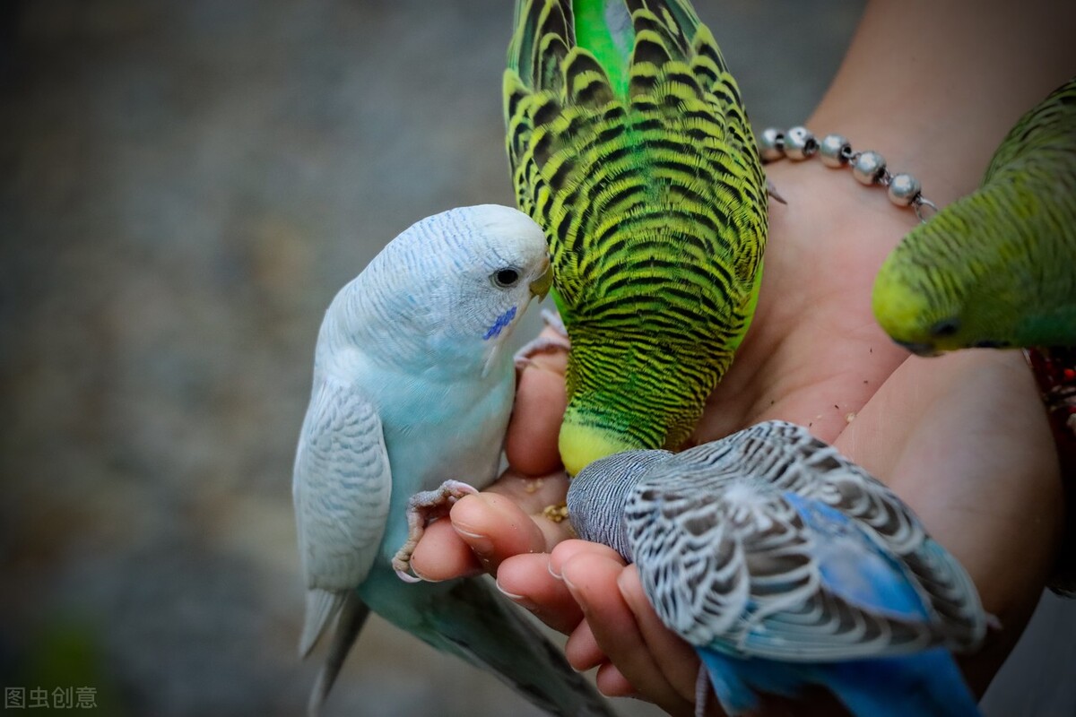 10天八哥幼崽大便稀,八哥的粪便稀绿白色